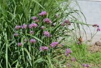 Краски лета у нас на приходе