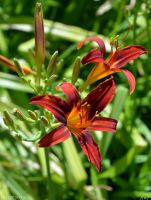 Краски лета у нас на приходе