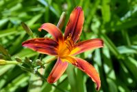 Краски лета у нас на приходе