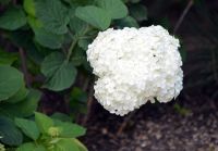 Краски лета у нас на приходе