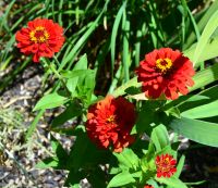 Краски лета у нас на приходе