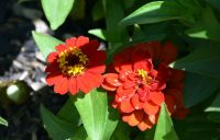 Краски лета у нас на приходе