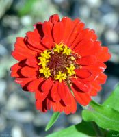 Краски лета у нас на приходе