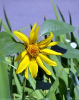 Краски лета у нас на приходе