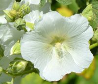 Краски лета у нас на приходе