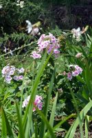 Краски лета у нас на приходе