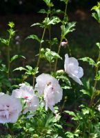 Краски лета у нас на приходе