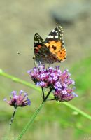 Краски лета у нас на приходе