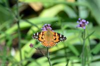 Краски лета у нас на приходе