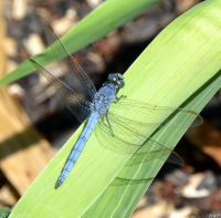 Краски лета у нас на приходе