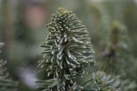 Мастер-класс по созданию венцов из хвои