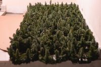 Мастер-класс по созданию венцов из хвои