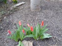 Библейский Сад