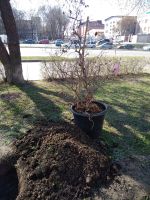 Библейский Сад