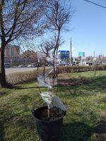 Библейский Сад