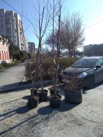 Библейский Сад