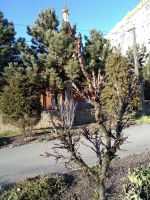 Библейский Сад