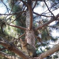 Библейский Сад