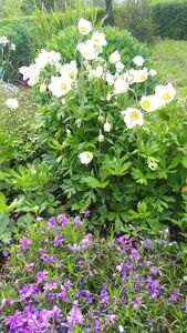 Анемоны Анемоны