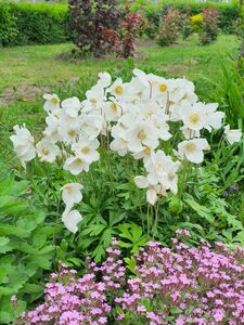 Анемоны Анемоны