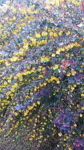 Барбарис Барбарис