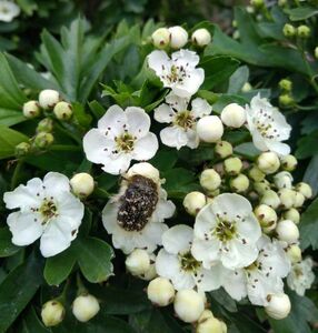 Боярышник Боярышник