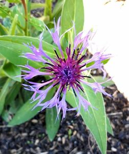 Василек Василек