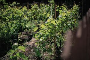 Виноград Виноград