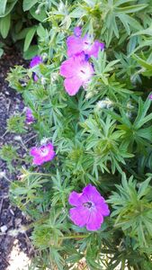 Герань Герань