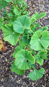 Гинкго-билоба Гинкго-билоба