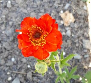 Гравилат Гравилат