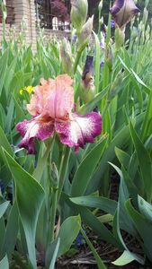 Ирис Ирис