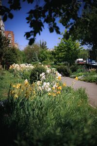 Ирисы Ирисы