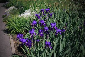 Ирисы Ирисы