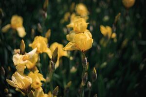 Ирисы Ирисы