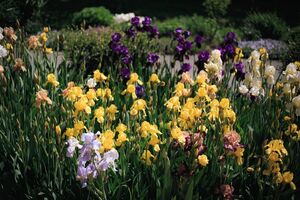 Ирисы Ирисы