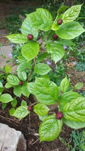 Каликант Каликант