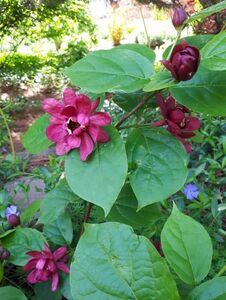 Каликант Каликант