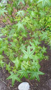 Ликвидамбар Ликвидамбар