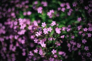 Мыльнянка Мыльнянка