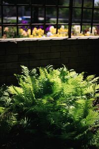 Папоротник Папоротник