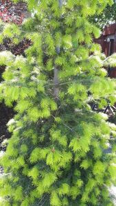 Псевдотцуга Псевдотцуга