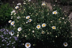 Ромашка Ромашка