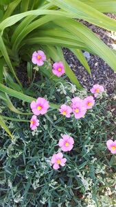 Солнцецвет Солнцецвет