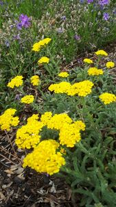 Тысячелистник Тысячелистник