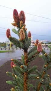 Шишки Шишки