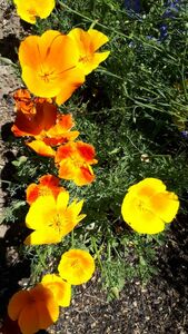 Эшшольция Эшшольция