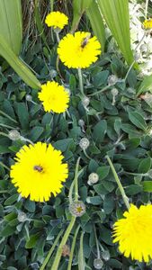 Ястребинка Ястребинка