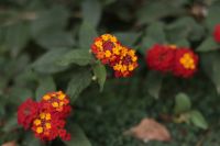 Осень на нашем приходе