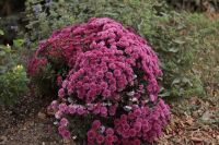 Осень на нашем приходе